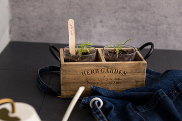 A pair of vases inside a wooden seedbed with fennel plants growing.