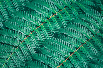 Close-up green fern leaf, beautiful pattern, selective focus, texture botany, complex.