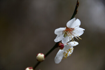 梅の花