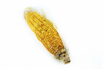 corn old cob dried kernels on white isolated background