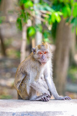 light brown macaque with bright orange eyes sits on a blurred background