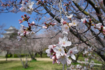 四国香川県（讃岐）のサクラ