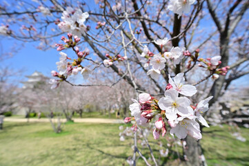 四国香川県（讃岐）のサクラ