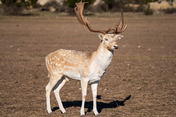 white deer