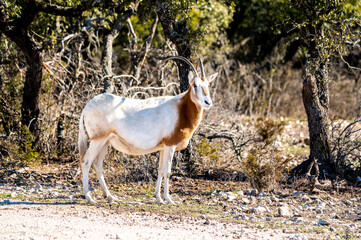 impala in the savannah