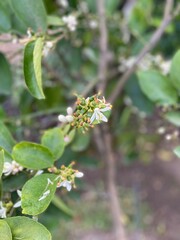 lime tree blossom