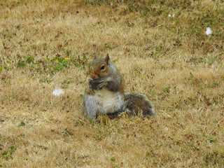 Naklejka na ściany i meble The squirrel eats in the dry grass