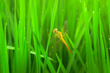 yellow dragonfly on green rice with morning dew