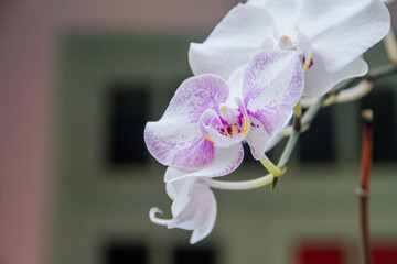 CORDEROSA E ORQUIDEA DORITAENOPSIS DORITIS IN RIO DE JANEIRO, BRAZIL