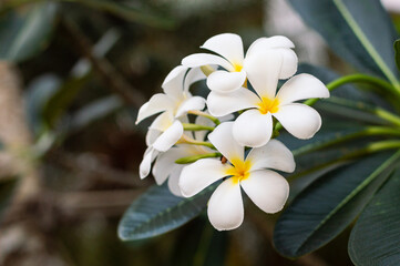 white flower plumeria obtusa