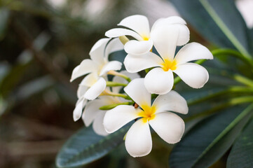 white flower plumeria obtusa