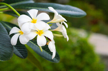 white flower plumeria obtusa
