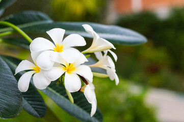 white flower plumeria obtusa