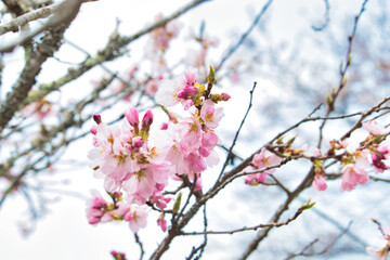 桜