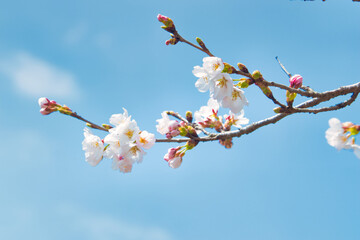 桜
