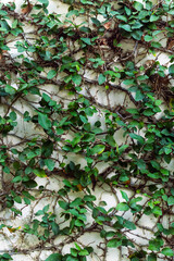 autumn leaves on the wall