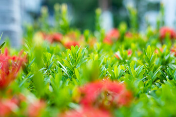 flame-of-the-woods red and white flowers