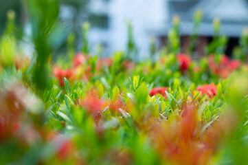 red and green grass with flowers