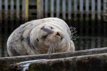 A large adult bearded seal lying on a wooden slipway near the ocean.  The wild seal has a light grey coloured wet spotted fur coat, black heart shaped nose and long white curly whiskers.
