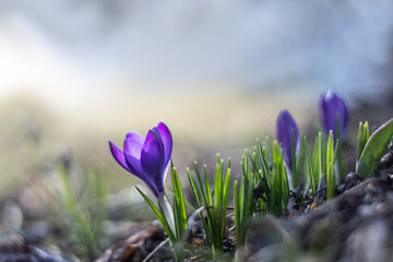 Spring purple crocus flowers. First crocuses, bokeh background.