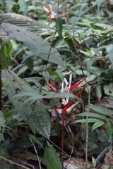 Flowers that beautify several cities