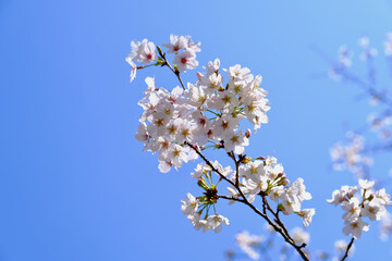 【東京】靖国神社の桜（春）