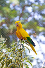 yellow and green bird known as ararajuba on a perch.