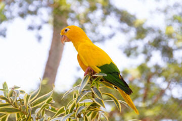yellow and green bird known as ararajuba on a perch.