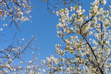 快晴の下の満開の桜