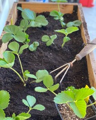 seedlings freshly planted