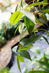Varieties tropical rainforest foliage plants
