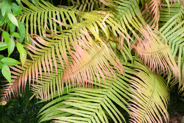 Varieties tropical rainforest foliage plants