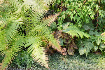 Varieties tropical rainforest foliage plants