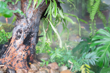 Varieties tropical rainforest foliage plants