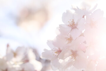 日本の春の花、桜