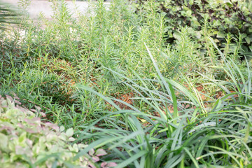 Varieties tropical rainforest foliage plants
