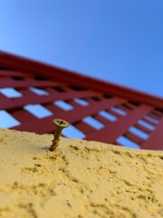 Rusty screw screwed into yellow wall