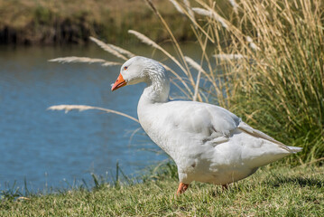 Obraz na płótnie Canvas white goose in the grass