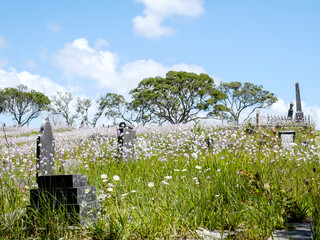 Old cemetery with spring flowers