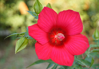 A beautiful red hibiscus flower amid greenery, Tbilisi, Georgia