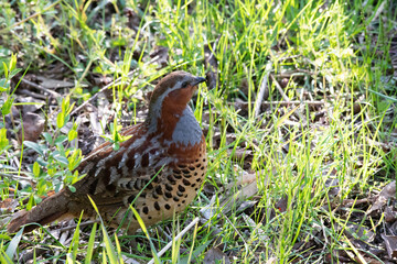 Chinese bamboo partridge on grass