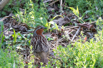 Chinese bamboo partridge on grass