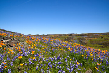 Table Mountain Field of Wildflowers landscape in Oroville California; North Table Mountain...