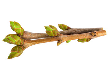 Lilac Buds on a Twig (Syringa Vulgaris). Isolated on White Background.