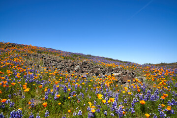 Field of Wildflowers Mountain landscape in Oroville California; North Table Mountain Ecological...