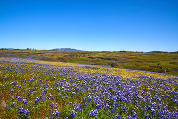 Field of Wildflowers Mountain landscape in Oroville California; North Table Mountain Ecological Reserve; Northern California; Wildflowers