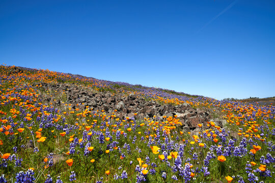 Field of Wildflowers Mountain landscape in Oroville California; North Table Mountain Ecological Reserve; Northern California; Wildflowers