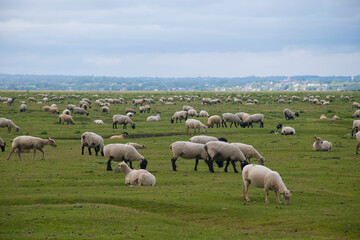 Naklejka na ściany i meble Sheep livestock at the field during summer time in France.