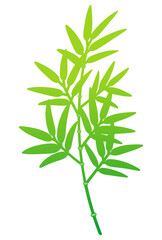 緑色の竹の枝