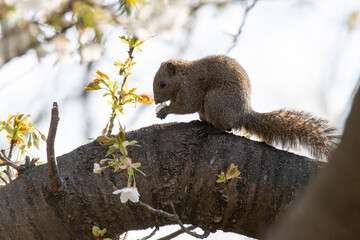 Taiwan squirrel on cherry blossom tree